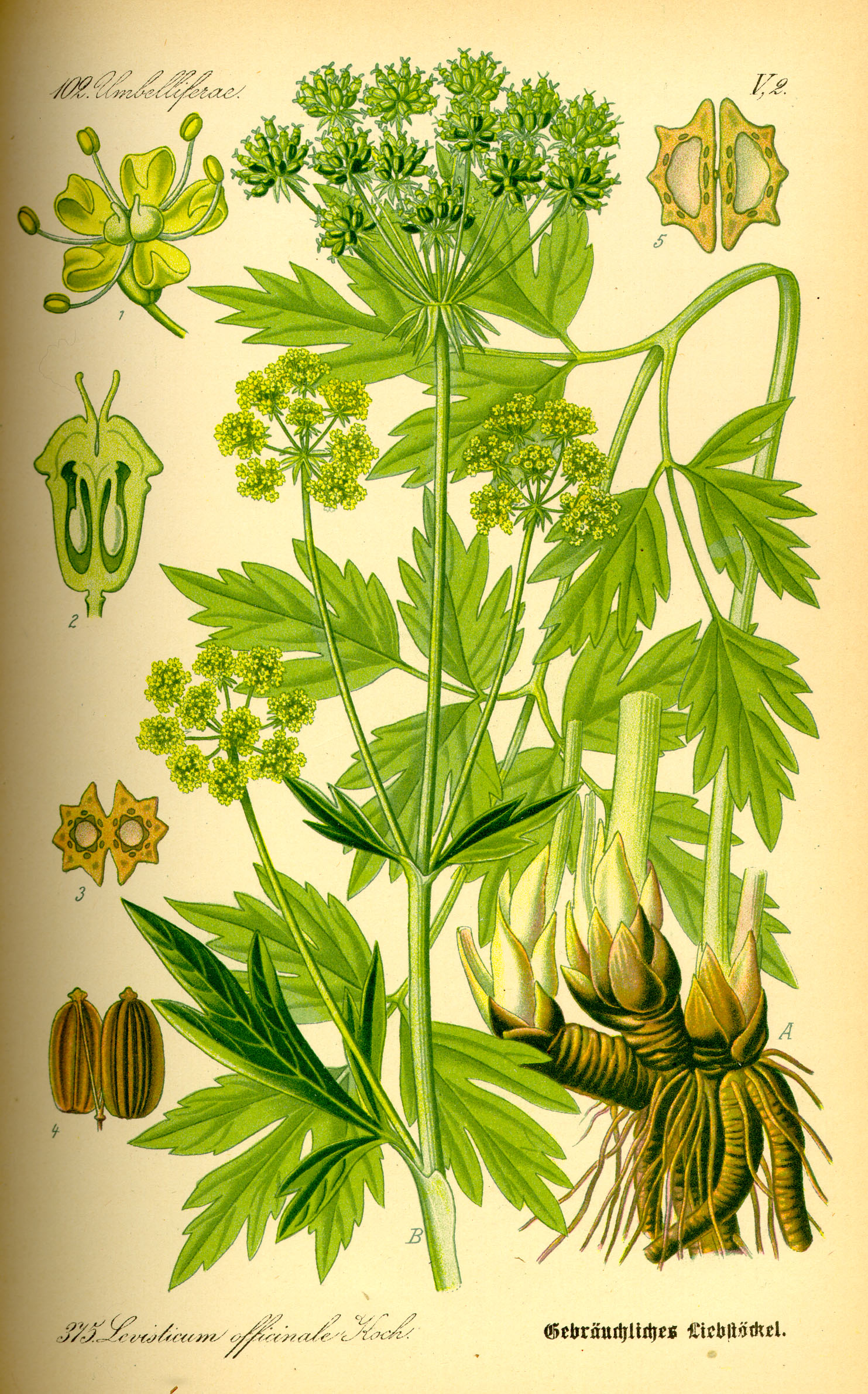 levisticum officinale